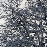 Снежные деревья :: Валюша Черкасова