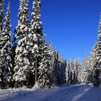 Зимний лес :: Тыртышных Светлана 