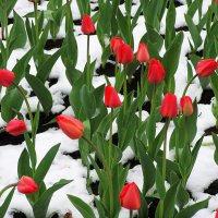 Тюльпаны на снегу :: Александр Алексеев