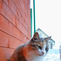 Холодный день. Кошка на скамейке. :: Юлия Дмитриева