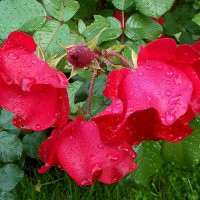 Три красные розы в каплях дождя... :: VasiLina *