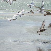 Seagulls :: Eugenia Kovalyova