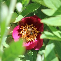 Paeonia officinalis BERGRION, S Europa :: Юлия 