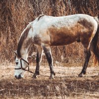 конь в яблоках :: Светлана Корнеева