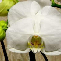 Орхидея расцвела на подоконнике-3 :: Александр Стариков