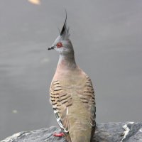 Хохлатый бронзовокрылый голубь — Crested Pigeon, Ocyphaps lophotes :: Антонина 