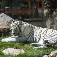 Белый Тигр :: Олег Савин