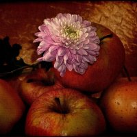Осенний натюрморт с хризантемой и яблоками :) :: Андрей 