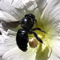 Синяя пчела 4/5 :: Асылбек Айманов