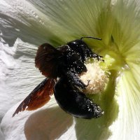 Синяя пчела 2/5 :: Асылбек Айманов