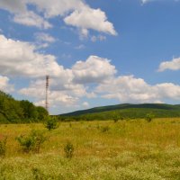 В лесу :: Виктор Шандыбин