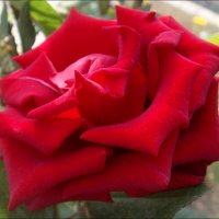 Хранящая тайну  сентябрьская роза... :: Нина Корешкова