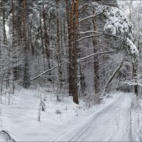 Тишина зимнего леса :: Сергей Шабуневич