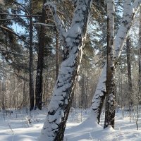 В зимнем лесу :: Галина Минчук