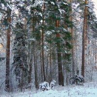 В зимнем лесу. :: Валентина Удачина