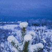 Заснеженная сосенка.2015 :: Артём Бояринцев