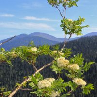 Зацвела рябина в горах :: Сергей Чиняев 