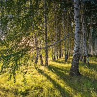 * :: Александр Тулупов