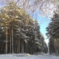 По аллеям старого парка)))) :: Владимир Звягин