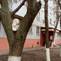 американский миф: в России медведи по городу ходят... и лазают по деревьям :: Olga Grebennikova
