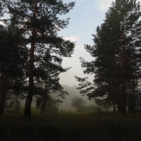 Утро в сосновом лесу. :: Людмила Ларина