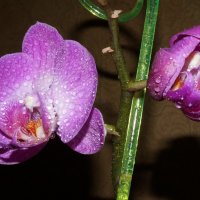 Орхидея 2 :: Елена Федотова