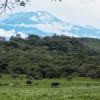 Вид на Килиманджаро (Танзания, декабрь 2015) :: Сергей Андрейчук