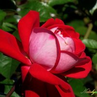 За красоту мы дюбим розы :: Наталья Лакомова