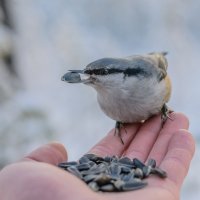 *** :: Александр Давыдов