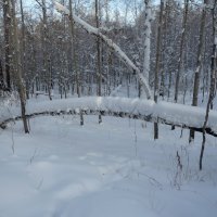 В зимнем лесу :: Галина Минчук