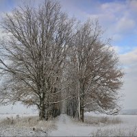 Во поле ...аллея стояла! :: Владимир Шошин