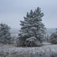 Три сосны :: Генри 