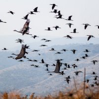 летят перелётные птицы :: Валерий Цингауз