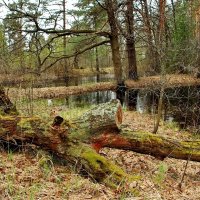 Гусь-Хрустальный район, речка Бужа :: Валерий Толмачев