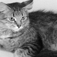 Кошка породы Мей-кун :: Яночка Гарбузова
