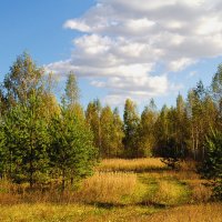 Перелесок :: Вячеслав Минаев