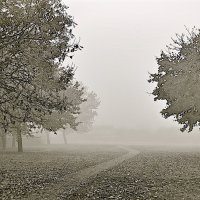 Туман :: Анна Браун 
