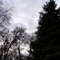 Вечернее небо в декабре... :: Тамара (st.tamara)