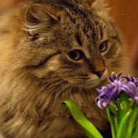Кот Енот с цветком :: Оксана Лада