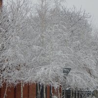 первый снег на березках :: Лилия Дубчак