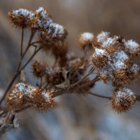 Репей. :: Анатолий. Chesnavik.