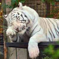 Белый тигр. :: kashka37 
