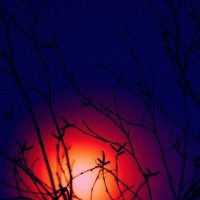Ветка на фоне заката :: Николай Сапегин
