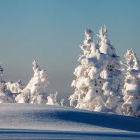 Белый лес :: Валентина Кобзева