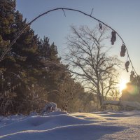 утро в лесу :: Александр Чаринцев 