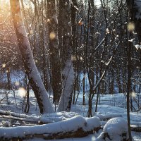 Рождественский лес :: Эльмира Суворова