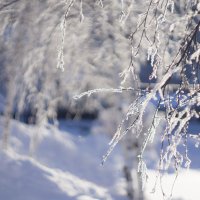 Зима :: Вера Арасланова