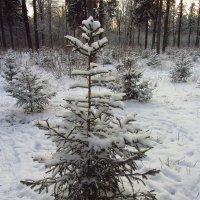 С Рождеством, друзья! :: Андрей Лукьянов