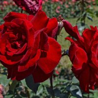 Очаровательные розы :: Tatiana Kretova