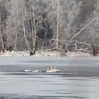 Белая сказка :: Валентина Кобзева